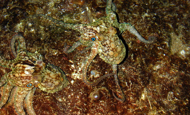 Two Adult Two Spot Octopods would be a Population