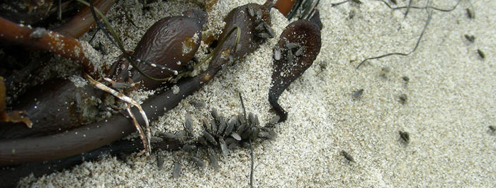 Beach Cast Seaweed with Kelp Flies
