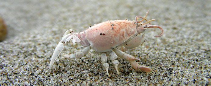 Sand Crab molt
