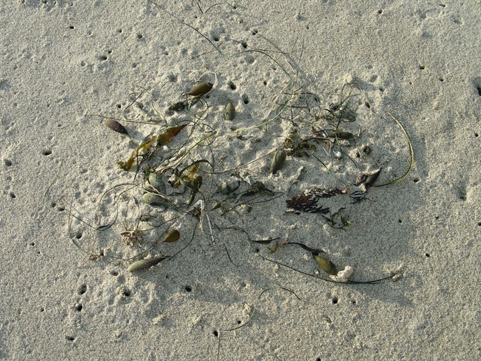 Activity around seaweed pile