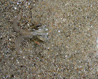 Sand Crab fully under sand in feeding position