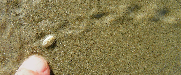 Baby Sand Crab