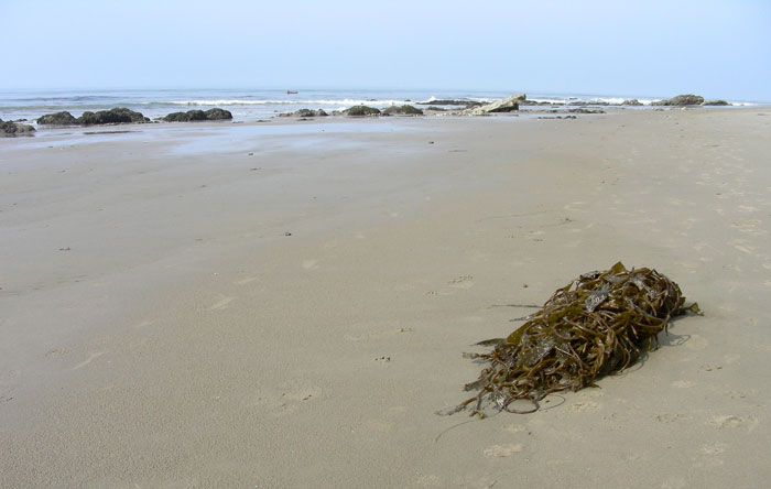 Beach Cast Seaweed