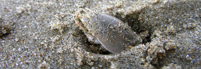 Sand Crab in air