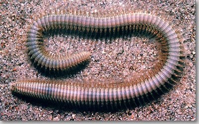 Carnivorous Worm