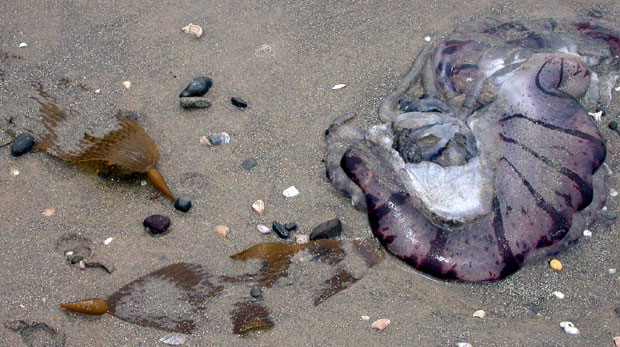 Beachcast Jellyfish