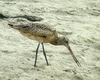 Marbled Godwit with food