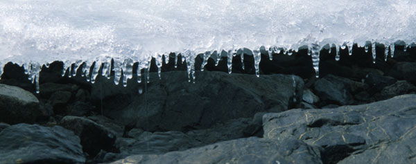 Icicles form along the melting edge of the ice sheet, on the beaches of the Antarctic Peninsula during, the summer months.