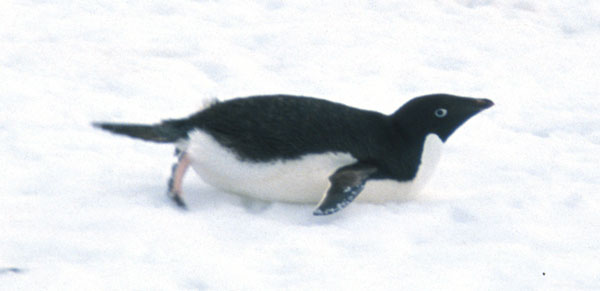  Adelie Penguin sledding 