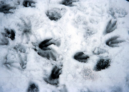 Penguin footprints in the snow