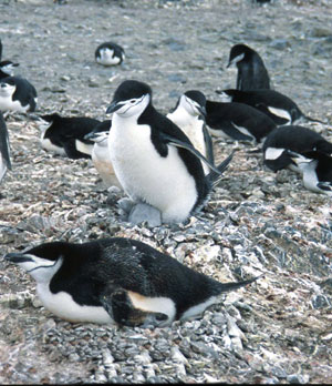 Chinstrap penguin chicks.