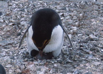Macaroni penguin chick.