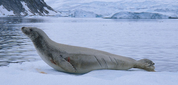 Crabeater Seal with scars from Leopard Seal