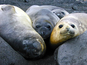 Southern Elephant Seals resting on an Antarctic beach in the summer
