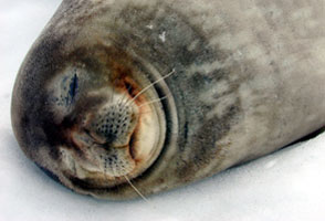 Weddell Seal with dry, curly whiskers