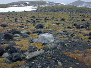 Unusually productive coastal area of Antarctica with Antarctic Grass and Moss