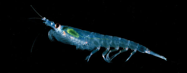 Antarctic Krill, image by Langdon Quetin and Robin Ross