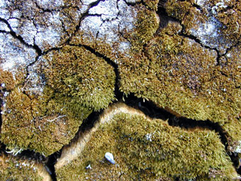 Arctic tundra moss cracking due to frost