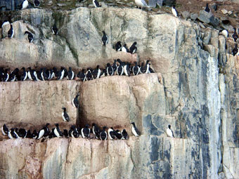 Auks on the bird cliff