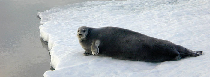 Bearded seal on an ice floe