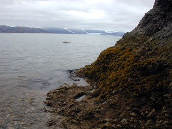 Arctic tidepools with intertidal plants