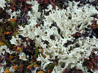 Arctic tundra pale green lichen