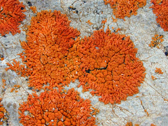 Arctic tundra orange lichen