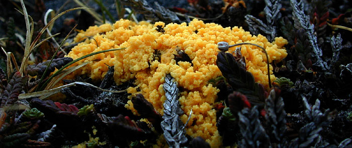 Arctic slime mold