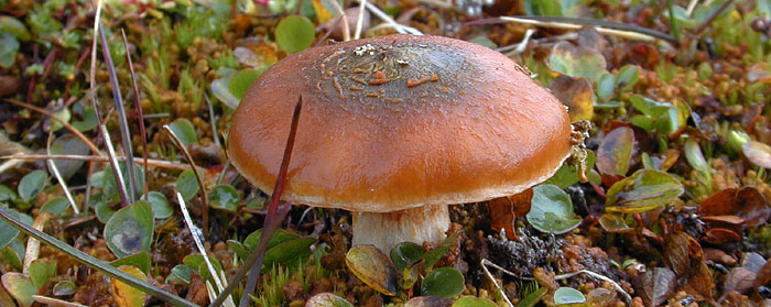 ARctic mushroom