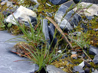 Arctic grass growing with moss in a rocky area