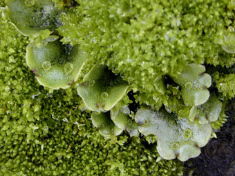 Arctic liverwort