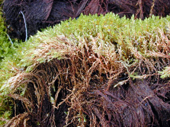 Arctic tundra moss side view