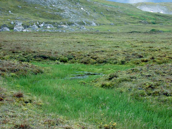 Arctic grass and moss growing in an area of glacial melt
