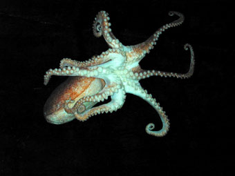 Arctic lesser octopus