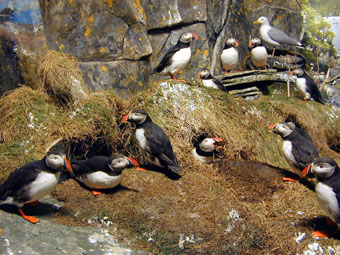 Puffins on the bird cliff