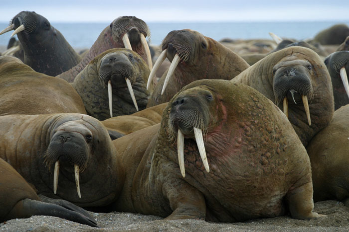 Walrus group