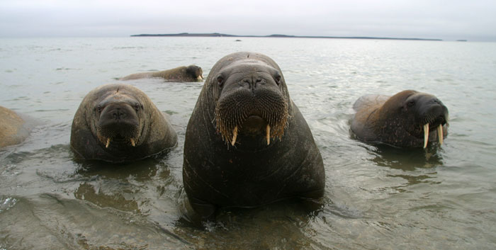 Curious walruses