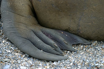 Close up of walrus hind limbs