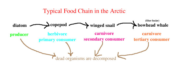 Arctic food chain