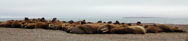 Resting walrus group