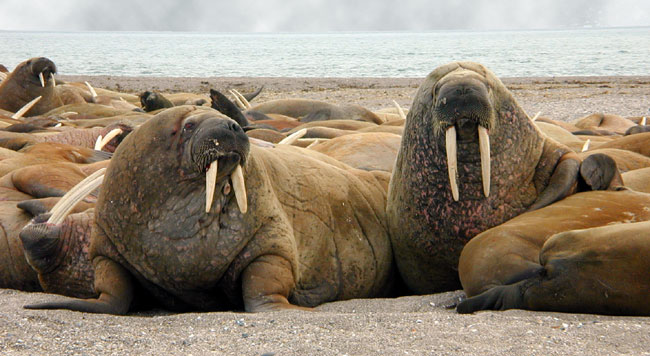Small head, large tusks, and red eyes of the walrus