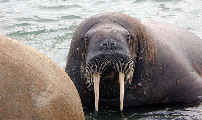 Walrus with nose closed