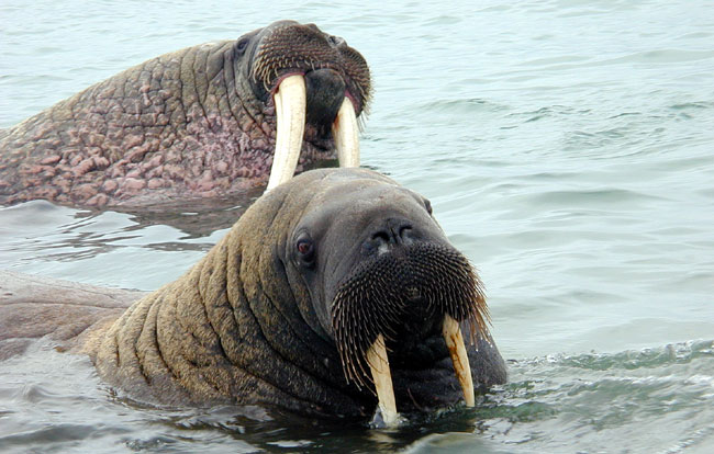 Tusk display by a walrus in the water