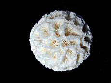 Colonial mounding, coral top view of corallites