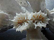 Colonial branching coral, close up of corallites from a dividing polyp