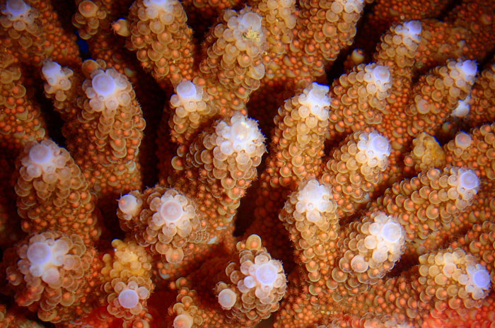 Coral colony getting ready to spawn