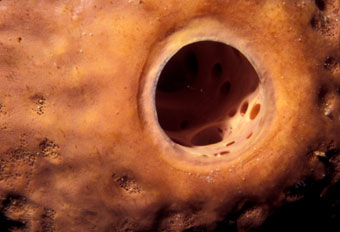 Excurrent pore of burgundy sponge
