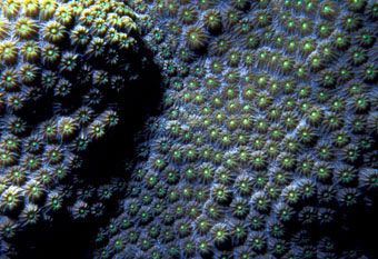 Cavernous star coral closest
