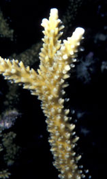 Staghorn coral close up