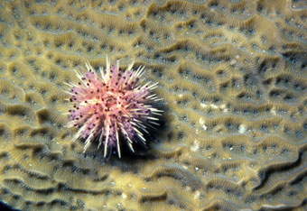 Sea urchin on coral